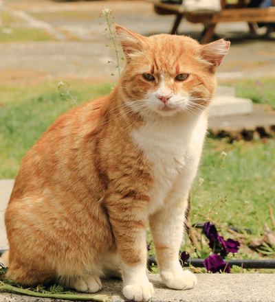 マーマレード色の猫。胸元と足先が白い