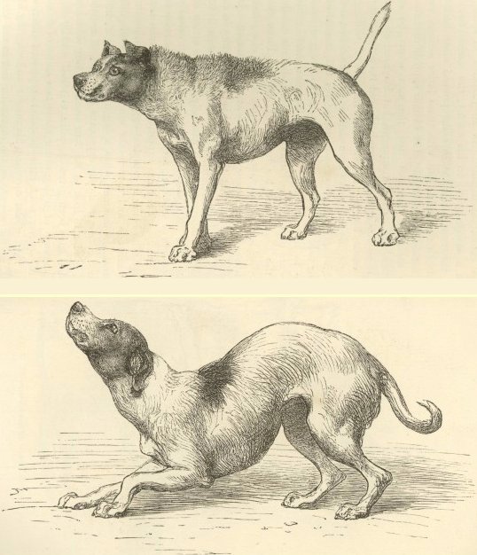 毛を逆立てて立つ犬と、同じ犬が体を低くして甘える姿の2枚の版画