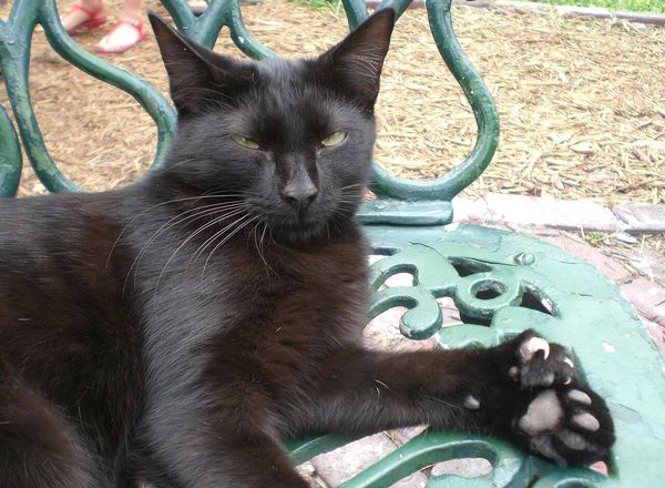 緑のベンチに寝そべる黒猫。前足の指が多い