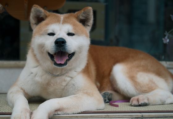 赤毛と白の毛並みの秋田犬が、口を開けて笑うように伏せている
