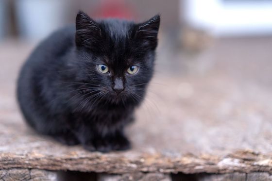 木の台の上で、こちらを見つめる黒い子猫