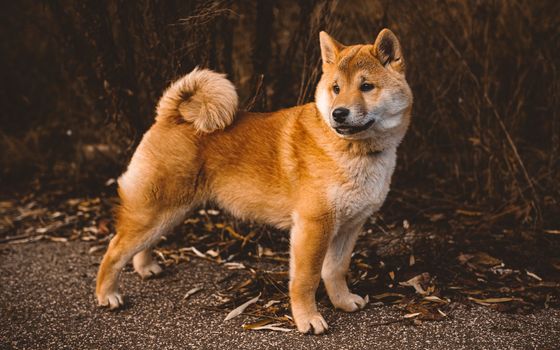 しっぽを巻いて立つ赤毛の柴犬