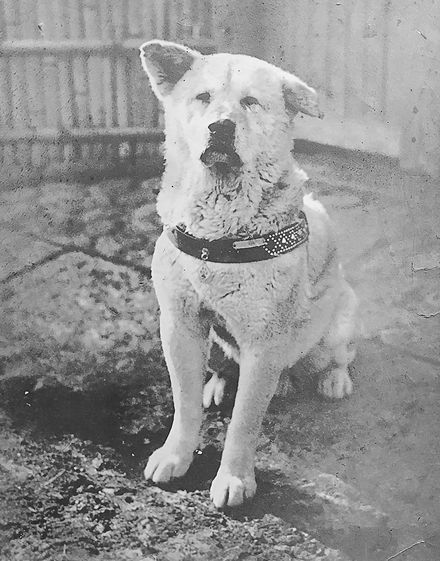 首輪をつけて座る白い秋田犬ハチの白黒写真